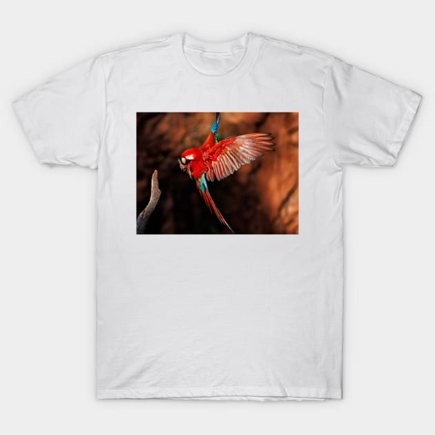 Red-and-green Macaw T-Shirt by GrahamPrentice